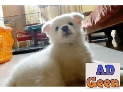 used Pomeranian Puppy for very cheap price for sale 